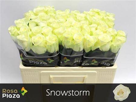Rosa grootbloemig Snowstorm+