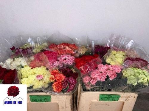 Dianthus standaard gemengd