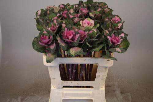 Brassica oleracea 'Red Crane'