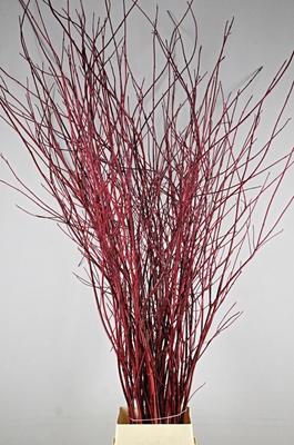 Cornus alba 'Sibirica'