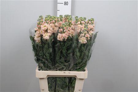 Matthiola incana 'Iron Apricot'