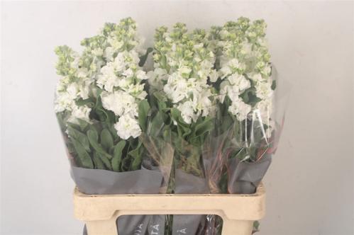Matthiola incana 'Iron White'