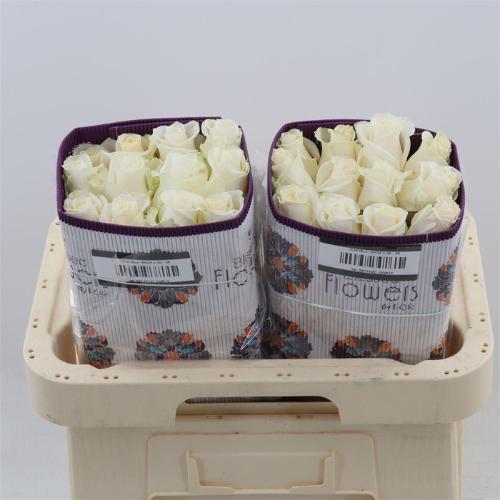 Rosa grootbloemig Vendela