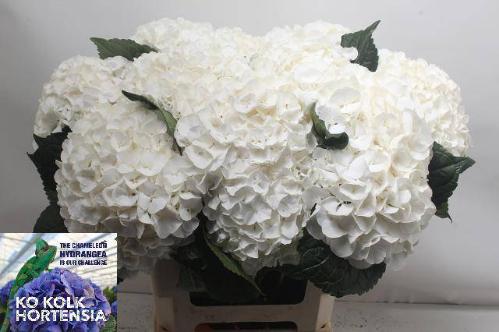 Hydrangea macrophylla Allure