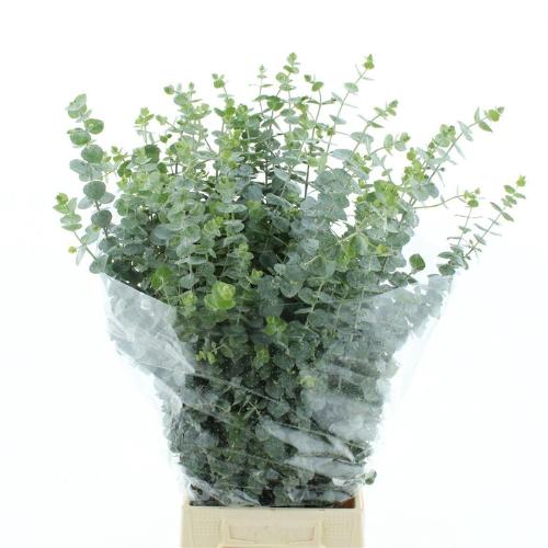 Eucalyptus per bos 'Baby Blue'