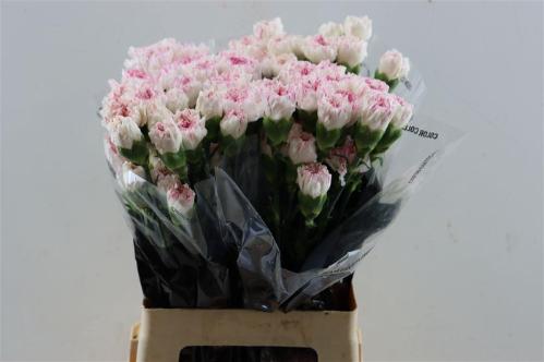 Dianthus standaard 'Yukari Cherry'