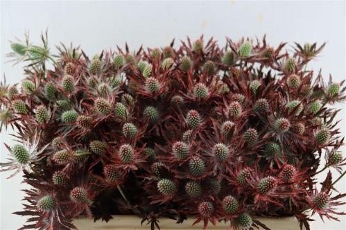 Eryngium alpinum kleurbehandeld H%