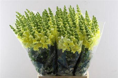 Antirrhinum majus 'Opus Yellow'