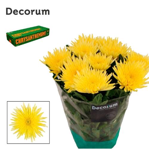 Chrysanthemum Indicum Grp geplozen kas Anastasia Sunny
