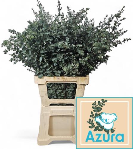 Eucalyptus gunnii Azura
