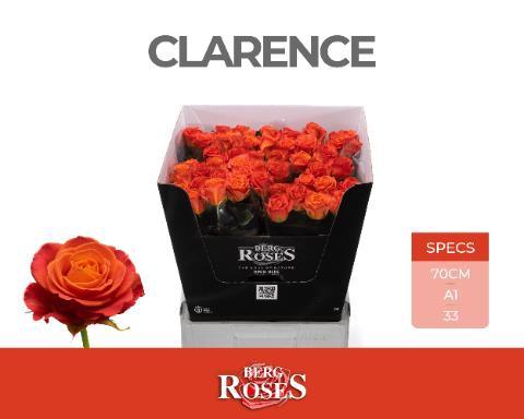 Rosa grootbloemig Clarence+