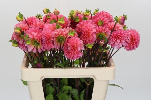 Dahlia 'Doris Duke'