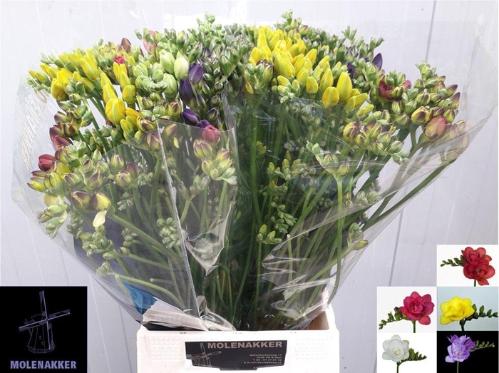 Freesia dubbelbloemig gemengd