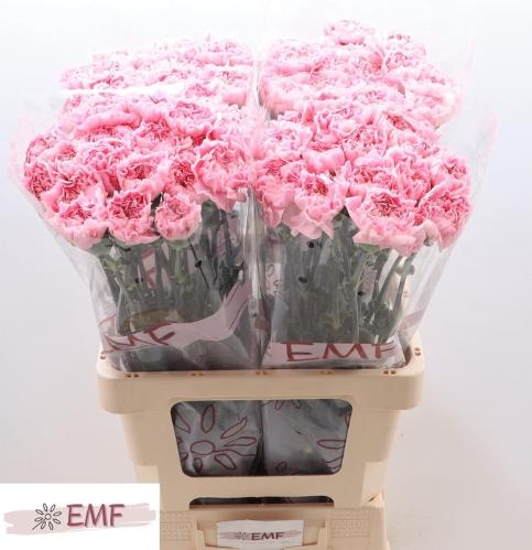 Dianthus standaard Julia