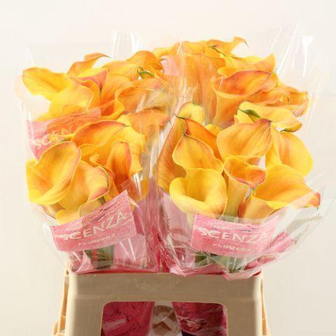 Zantedeschia 'Captain Odeon'