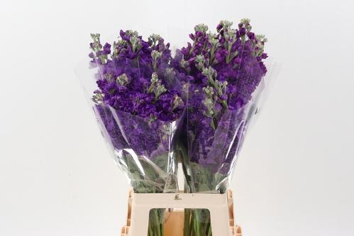 Matthiola incana 'Phantom Purple'