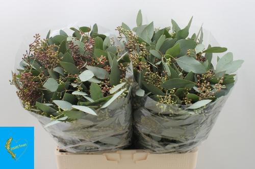 Eucalyptus per bos populifolia (met bes)