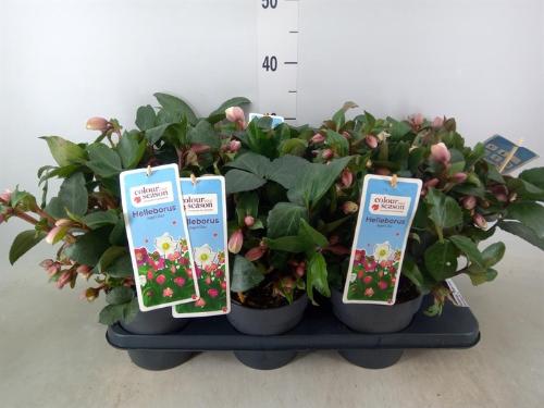 Helleborus 'Angel Glow'