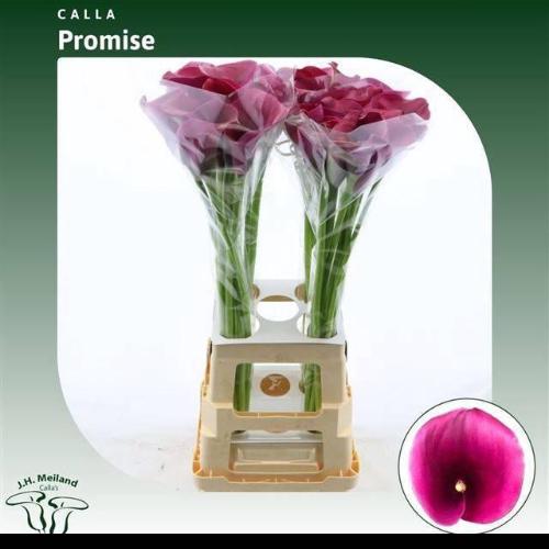 Zantedeschia 'Captain Promise'