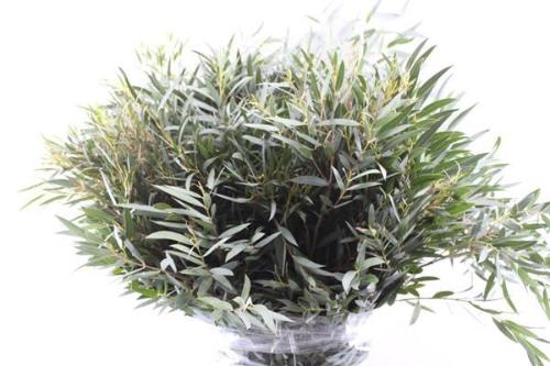 Eucalyptus per bos nicholii