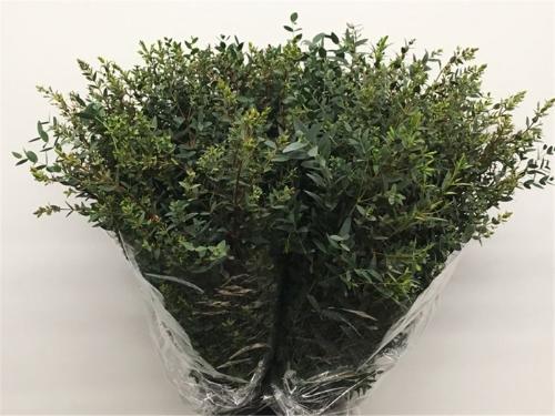 Eucalyptus per bos parvifolia