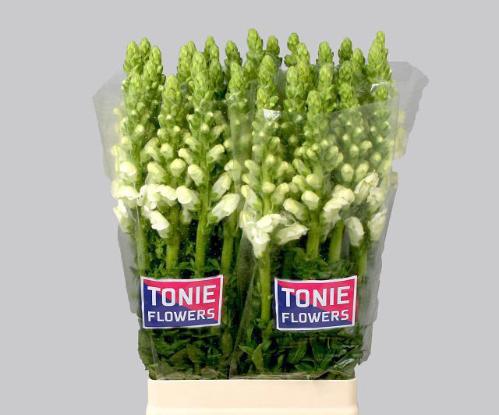 Antirrhinum majus 'Maryland White'