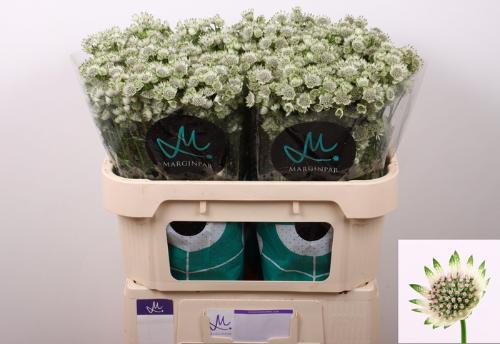 Astrantia major 'Million Stars'