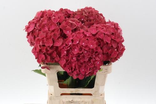 Hydrangea macrophylla My Terracotta