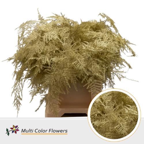 Asparagus overig kleurbehandeld H%