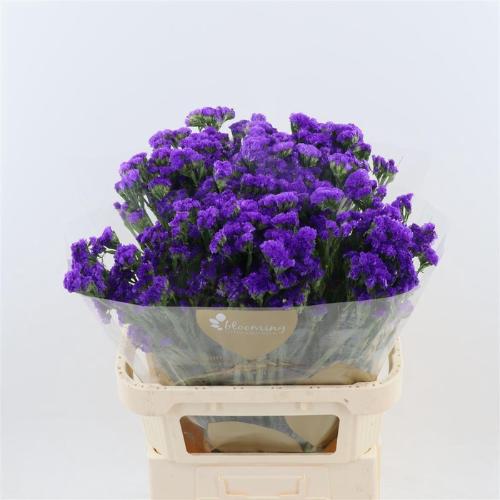 Limonium sinuatum Navy Sun Birds