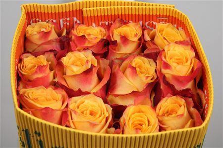 Rosa grootbloemig Silantoi