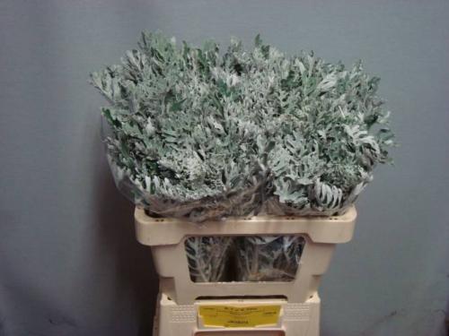 Senecio maritima
