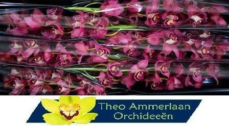 Cymbidium grootbloemig per tak Victoria Village 'Trinity'