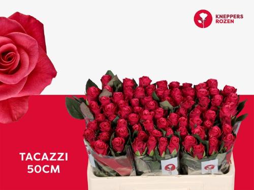 Rosa grootbloemig Tacazzi+