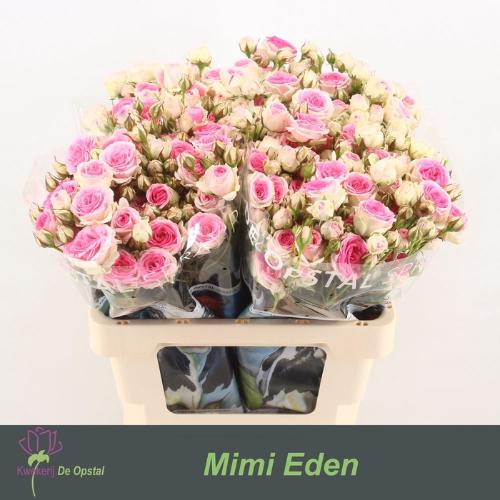 Rosa tros Mimi Eden