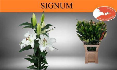 Lilium Oriental Grp Signum