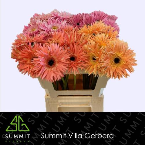 Gerbera grootbloemig spinbloemig gemengd