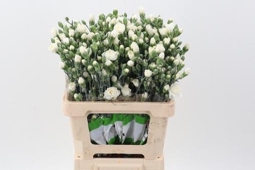 Dianthus tros 'Tarifa'