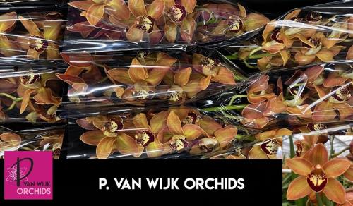 Cymbidium grootbloemig per tak Autumn Crisp 'Charly Brown'