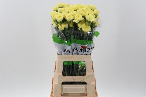 Dianthus standaard overig