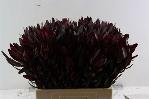 Leucadendron 'Safari Sunset'