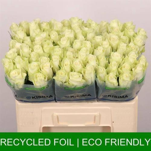 Rosa grootbloemig Athena