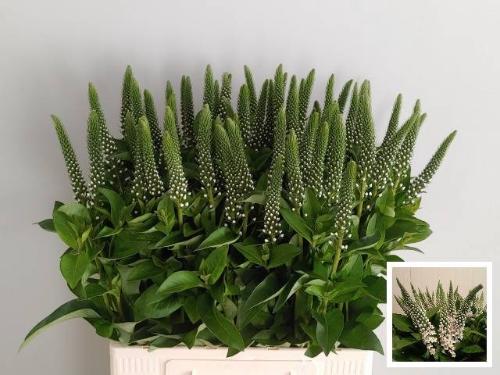 Lysimachia 'Elisabeth'