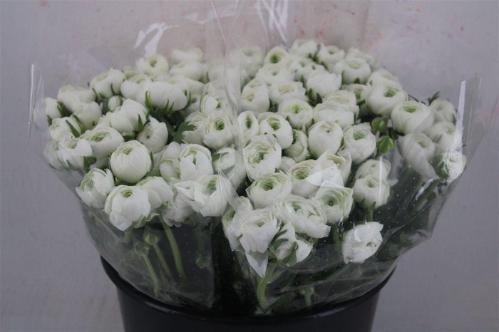 Ranunculus asiaticus 'Elegance White'
