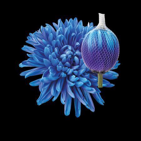 Chrysanthemum (Indicum Grp) geplozen Antonov kleurbehandeld H%