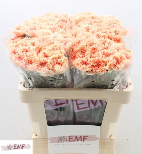 Dianthus standaard Peach Wonder