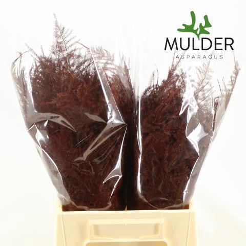 Asparagus overig kleurbehandeld H%