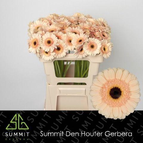 Gerbera mini 'Cafe'