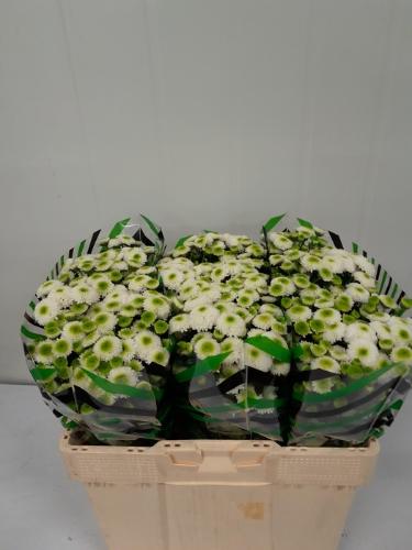 Chrysanthemum (Indicum Grp) tros santini Maverick