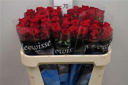 Rosa grootbloemig Red Naomi!